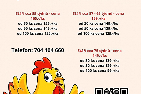 Starší slepičky hledají nový domov