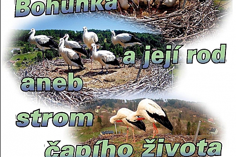 Strom čapího života ve Velkých Svatoňovicích